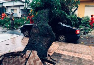 Chuva: Trabalhador descobre pelo WhatsApp que teve carro atingido por árvore