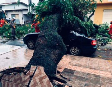 Chuva: Trabalhador descobre pelo WhatsApp que teve carro atingido por árvore