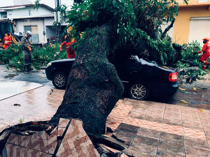 Chuva: Trabalhador descobre pelo WhatsApp que teve carro atingido por árvore