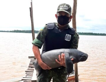 Peixe-boi preso em vegetação é resgatado