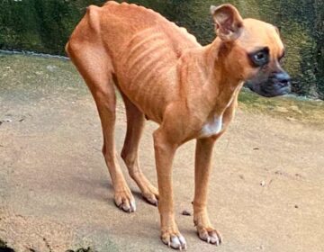 Cães que passavam fome são resgatados pela polícia