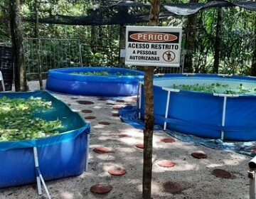Bioparque vai abrigar Centro de Recuperação de peixes-boi resgatados no Amapá