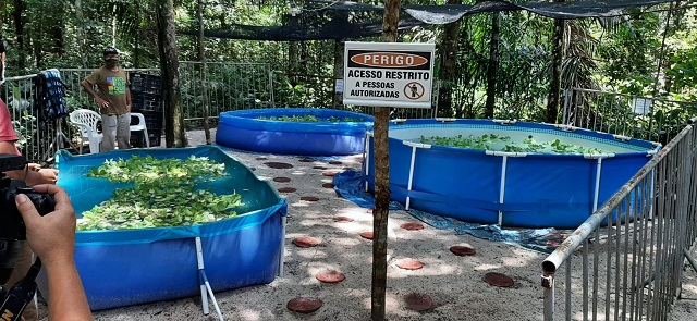 Bioparque vai abrigar Centro de Recuperação de peixes-boi resgatados no Amapá