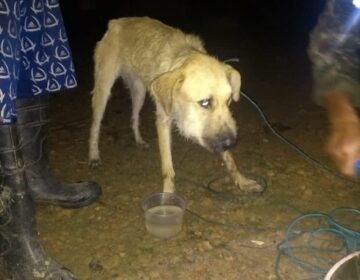 Cachorro que estava com garotos perdidos é achado; buscas continuam
