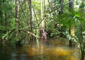 Garotos desaparecem em floresta no interior do Amapá