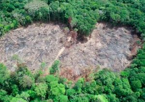 Desmatamento causa prejuízo de R$ 1 mil por dia no Amapá, diz Ministério Público