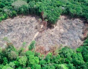 Desmatamento causa prejuízo de R$ 1 mil por dia no Amapá, diz Ministério Público