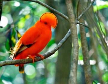 Pássaro solitário é símbolo de campanha contra exploração sexual menores no Amapá