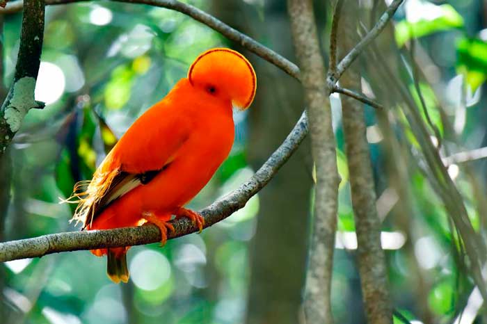 Pássaro solitário é símbolo de campanha contra exploração sexual menores no Amapá