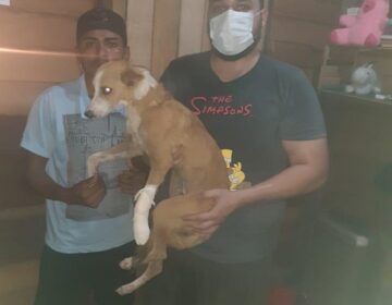 Cadela pode perder a pata após ser golpeada com cabo de roçadeira
