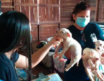 Cães de raça são resgatados doentes e com fome