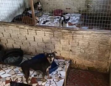 Barulho, carrapatos, pulgas e ratos em canil irregular tiram sossego de vizinhança