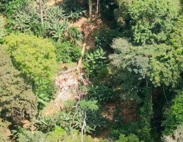 Árvore cai em cima de barracão de castanheiros no Jari