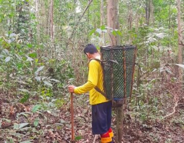 Castanhas do Iratapuru: a odisseia da coleta