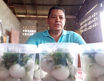 Empreendedor conta como superou crise da pandemia com criação de codornas