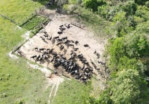 Ação encontra quadrilha e recupera 50 búfalos furtados de fazendas do interior do Amapá