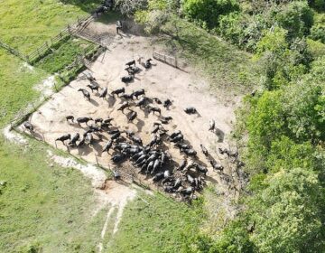 Ação encontra quadrilha e recupera 50 búfalos furtados de fazendas do interior do Amapá
