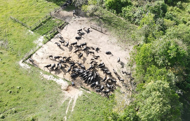 Ação encontra quadrilha e recupera 50 búfalos furtados de fazendas do interior do Amapá