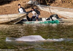 Botos no Rio Cassiporé surpreendem pesquisadores
