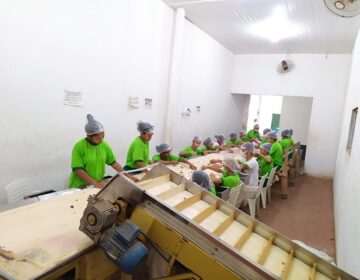 Das cinzas à nova fábrica: a volta por cima dos castanheiros