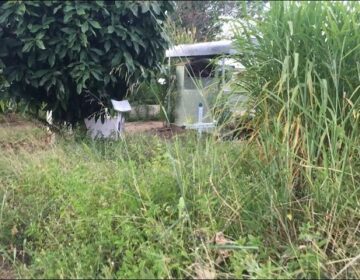 Matagal encobre túmulos em cemitério de Macapá