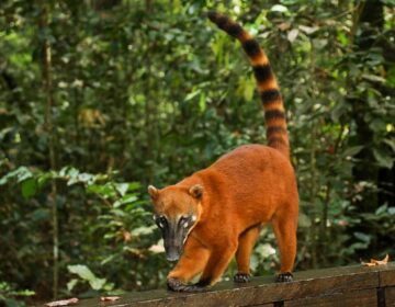 Bosque dos Quatis é nova atração no Bioparque