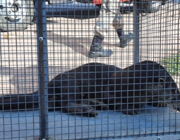 Lontra é encontrada em fossa de residência em Santana