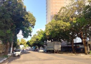 Podagem de árvores sem autorização pode dar multa de até R$ 50 mi