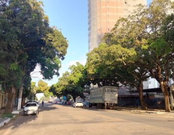 Podagem de árvores sem autorização pode dar multa de até R$ 50 mi