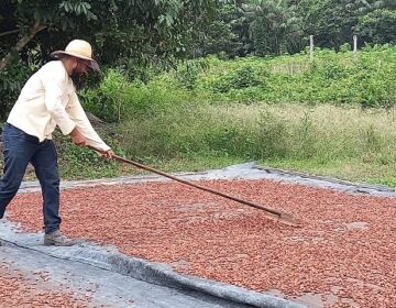 Cacau: Amapá quer trazer modelo do maior produtor do Brasil