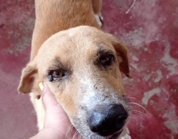 Em Macapá, cão é abandonado em hotel para animais