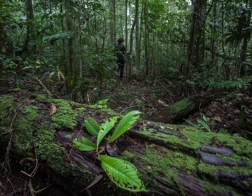 Estado anuncia concessão da Floresta Nacional no Amapá