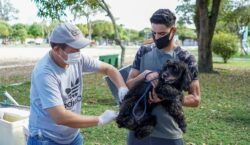 Com 44 mil animais, Macapá tenta imunizar 80% da população canina