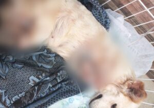 Falso veterinário que amputou patas de cadela é indiciado