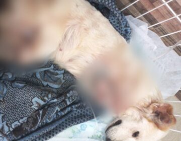Falso veterinário que amputou patas de cadela é indiciado