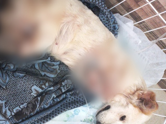 Falso veterinário que amputou patas de cadela é indiciado