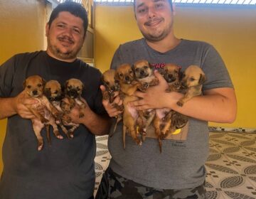 9 filhotes resgatados por dono de padaria estão para adoção