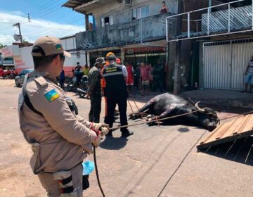 Búfala assusta moradores e vai parar em matadouro