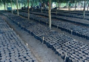 Cacau: Amapá recebe 100 mil sementes do Pará para incentivar cultivo