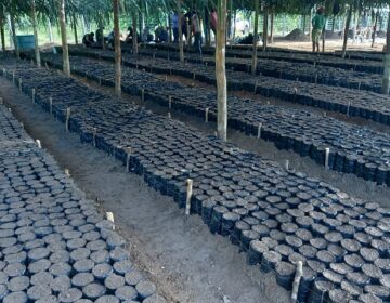 Cacau: Amapá recebe 100 mil sementes do Pará para incentivar cultivo