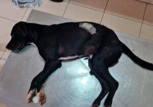 ‘Vítima da animalidade humana’, diz delegado sobre morte de cachorro