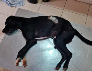 ‘Vítima da animalidade humana’, diz delegado sobre morte de cachorro