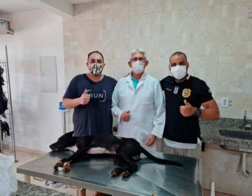 Mobilização salva cachorro esfaqueado por pescador