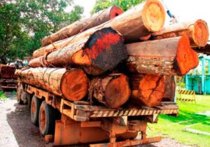 Empresário é condenado por comércio ilegal de madeira no Amapá