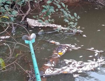 Cianeto: Mina Tucano é multada em R$ 50 milhões por mortandade de animais