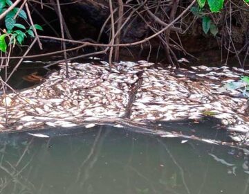 Mina de ouro no AP é denunciada por contaminação de igarapés com cianeto