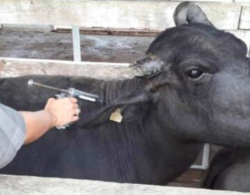 Aftosa: vacinação é prorrogada no Amapá