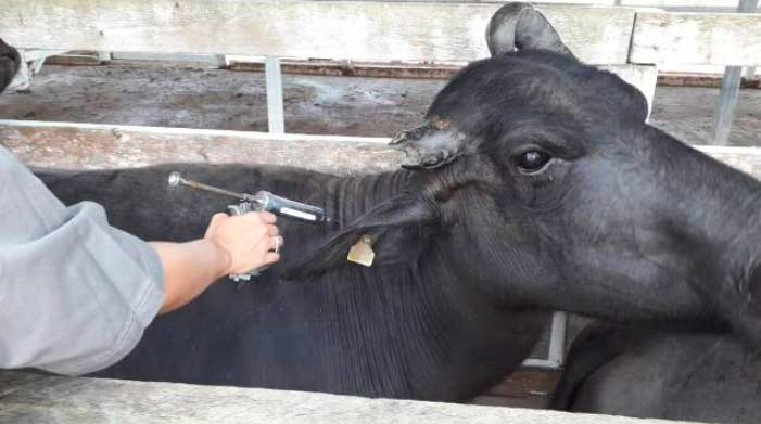 Aftosa: vacinação é prorrogada no Amapá