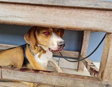 Ofensas em grupo viram ação judicial entre secretária e militantes da causa animal