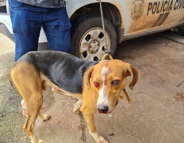 Embriagado, homem violento martela cabeça de cachorro